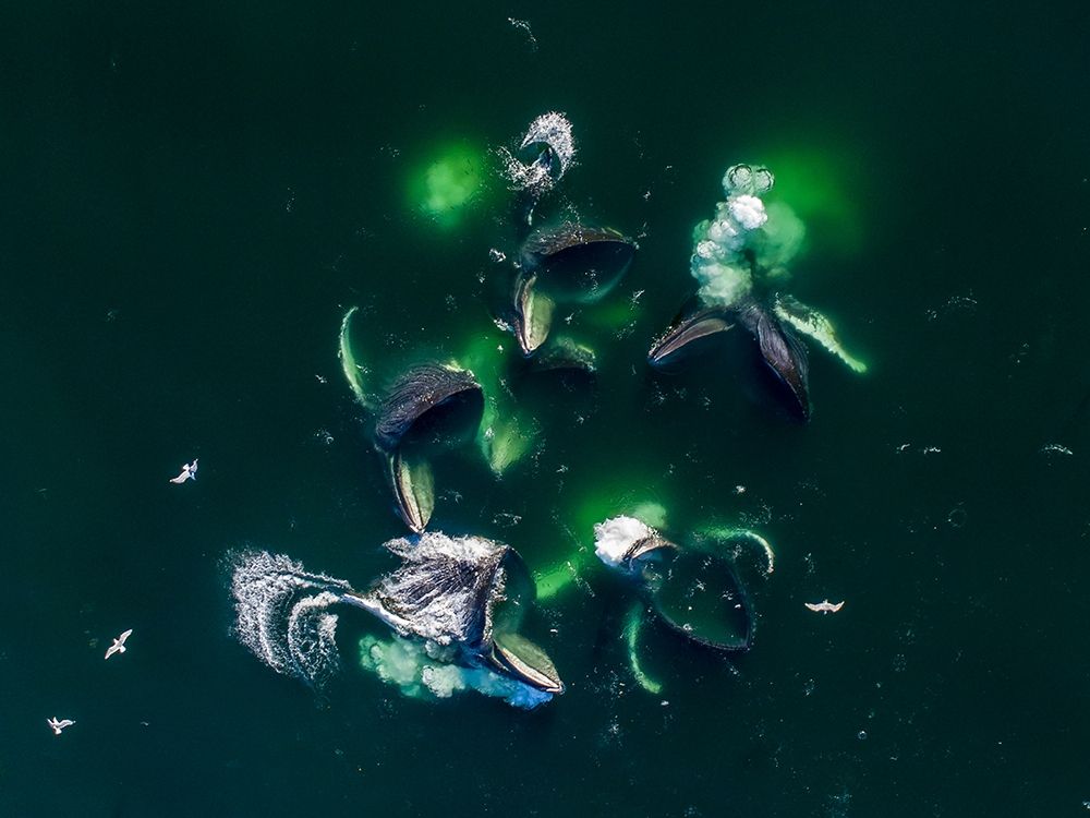 Alaska-Aerial view of Humpback Whales lunging at surface of Frederick Sound while bubble net feeding